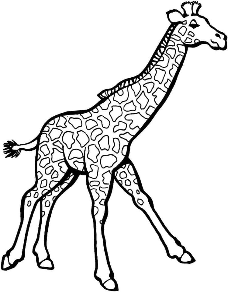 Sjiraff (16) fargelegging