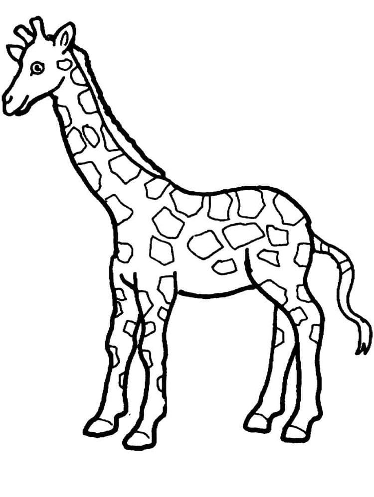 Sjiraff (17) fargelegging