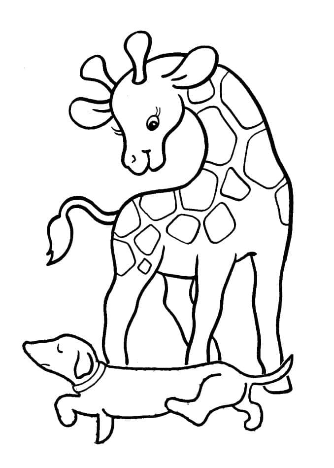 Sjiraff (6) fargelegging