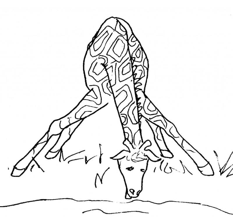 Sjiraff (9) fargelegging