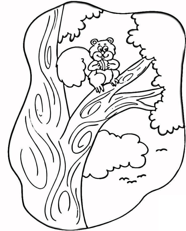 Ekorn (17) fargelegging
