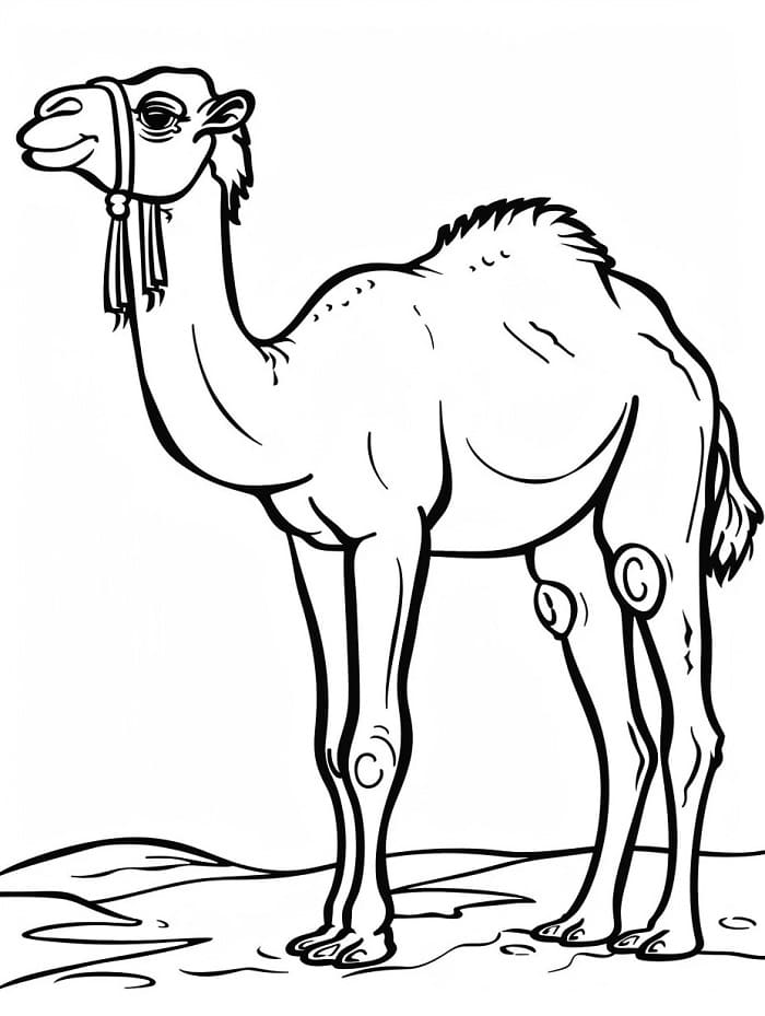 Animert Kamel fargelegging