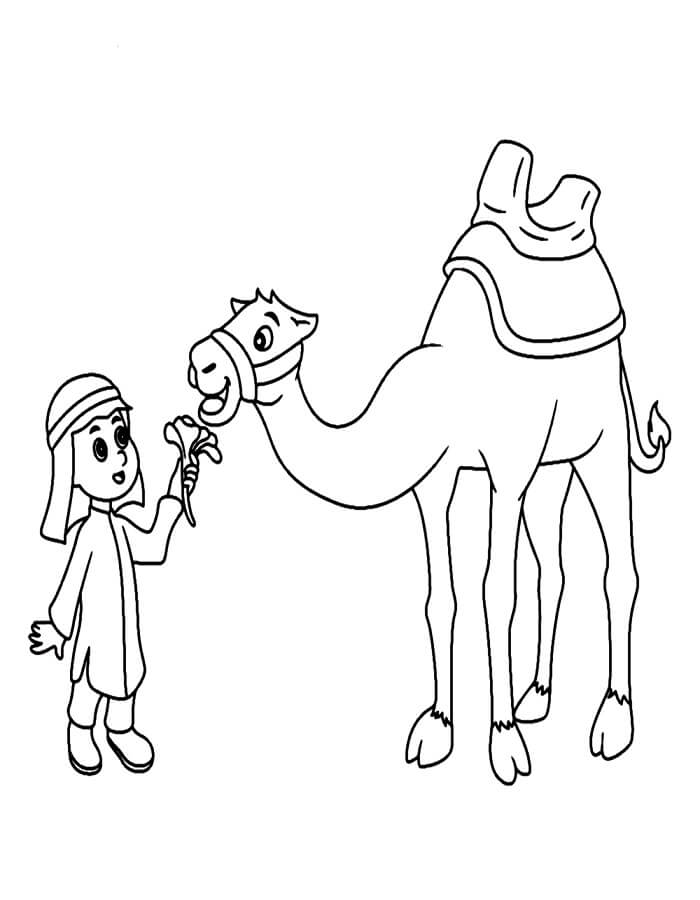 Kamel (1) fargelegging