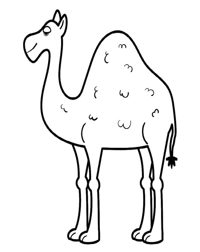 Kamel (4) fargelegging