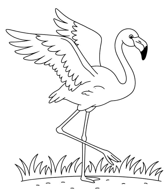 Flamingo (1) fargelegging