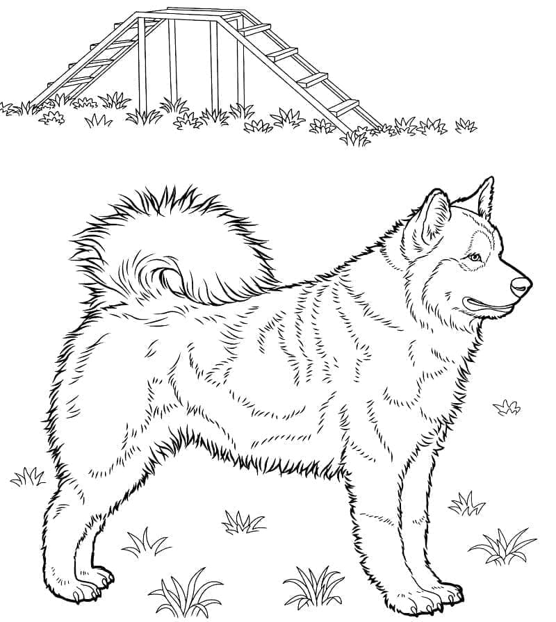 Husky til Fargelegging fargelegging