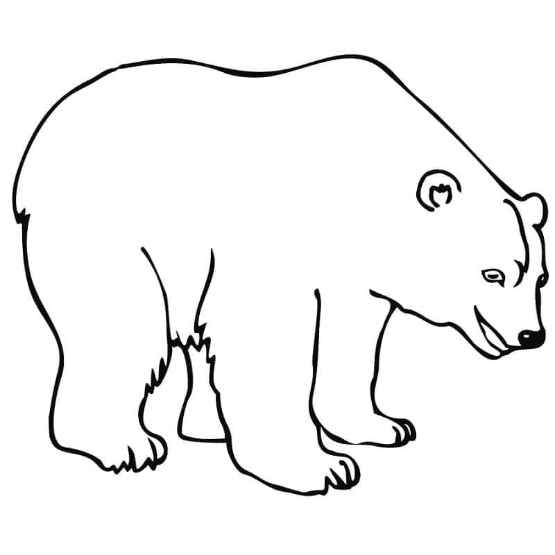 Isbjørn (10) fargelegging