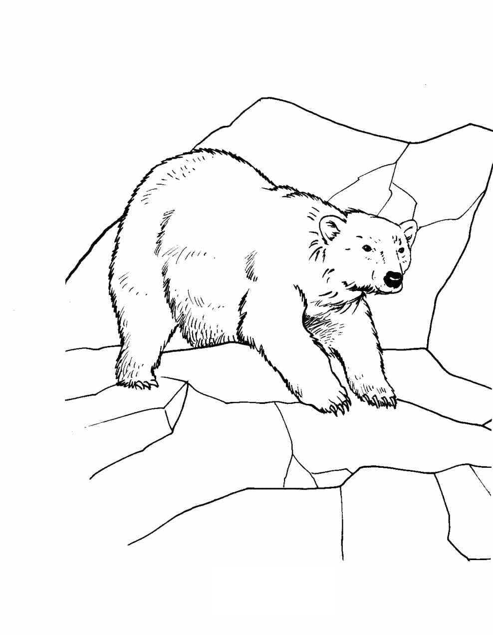 Isbjørn (2) fargelegging