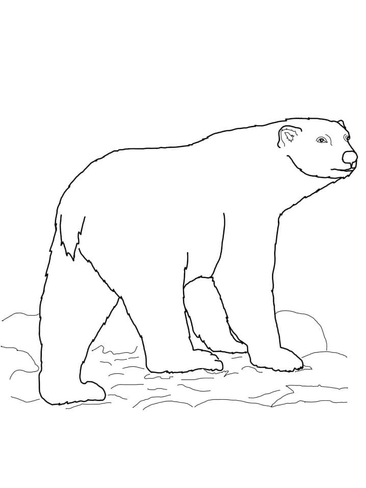 Isbjørn (9) fargelegging