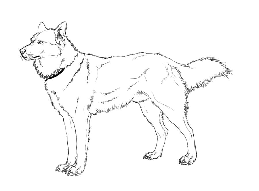 Gratis Husky for Barn fargelegging