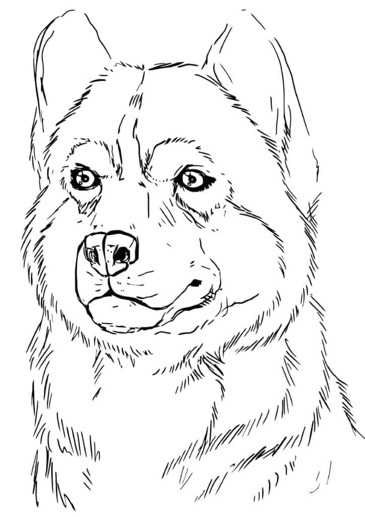 Gratis Husky til Utskrift fargelegging