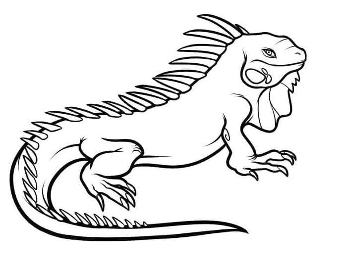 Gratis Iguana for Barn fargelegging