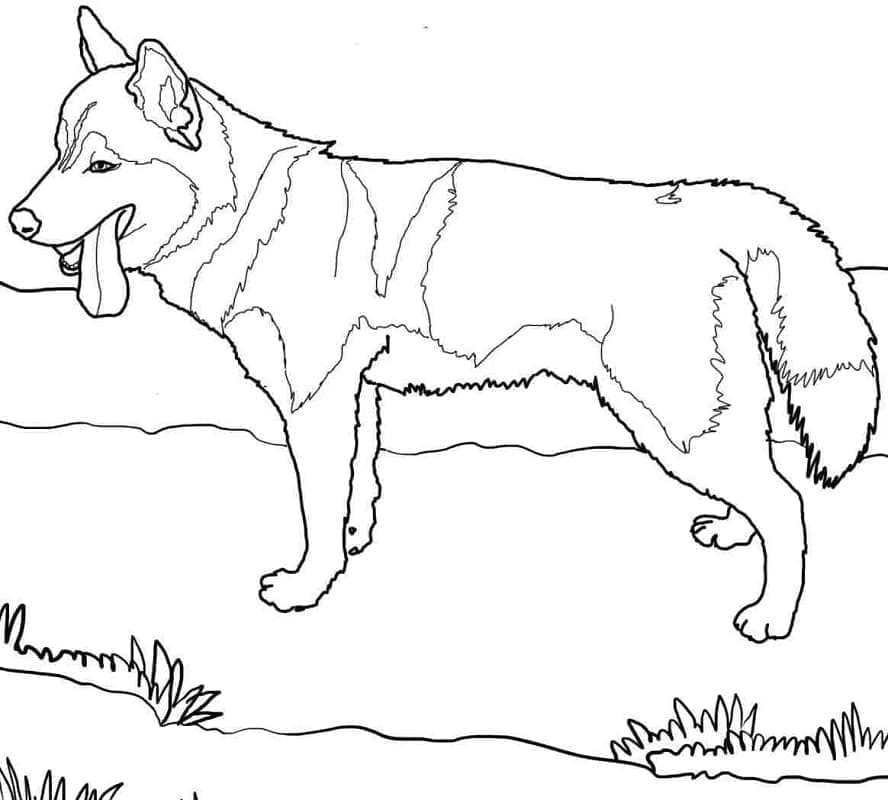 Husky (1) fargelegging