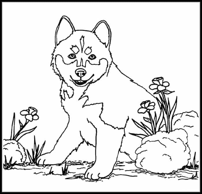 Husky for 5-årige Barn fargelegging