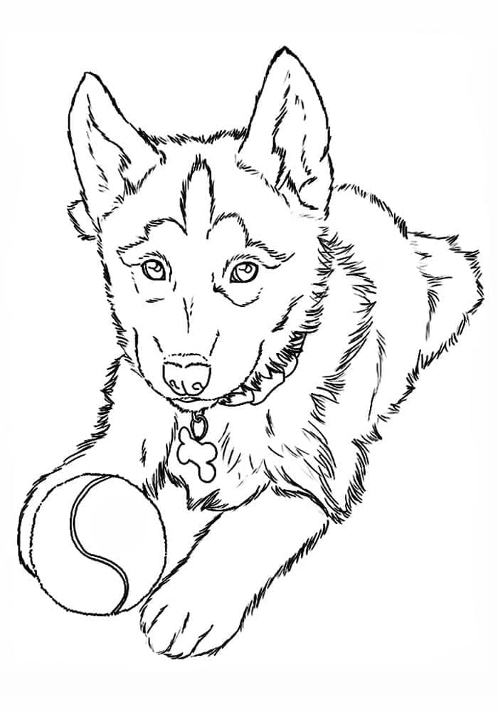 Husky Utskrivbar Gratis fargelegging