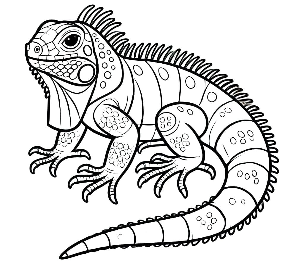 Iguana (1) fargelegging