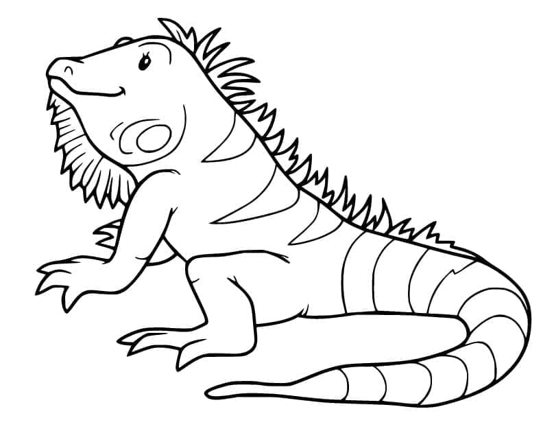 Iguana (2) fargelegging