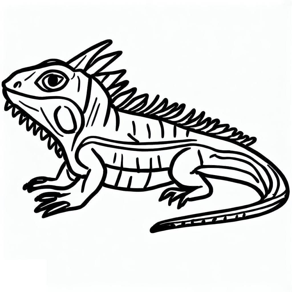 Iguana (3) fargelegging