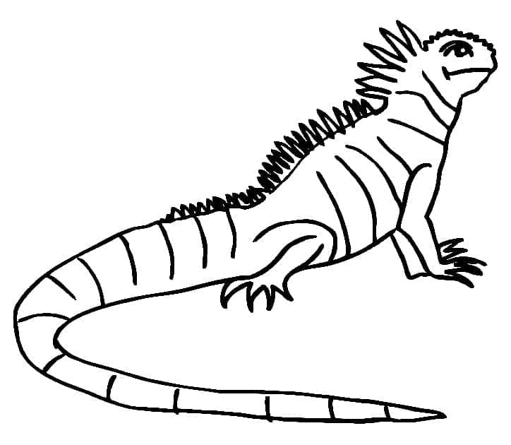 Iguana (4) fargelegging