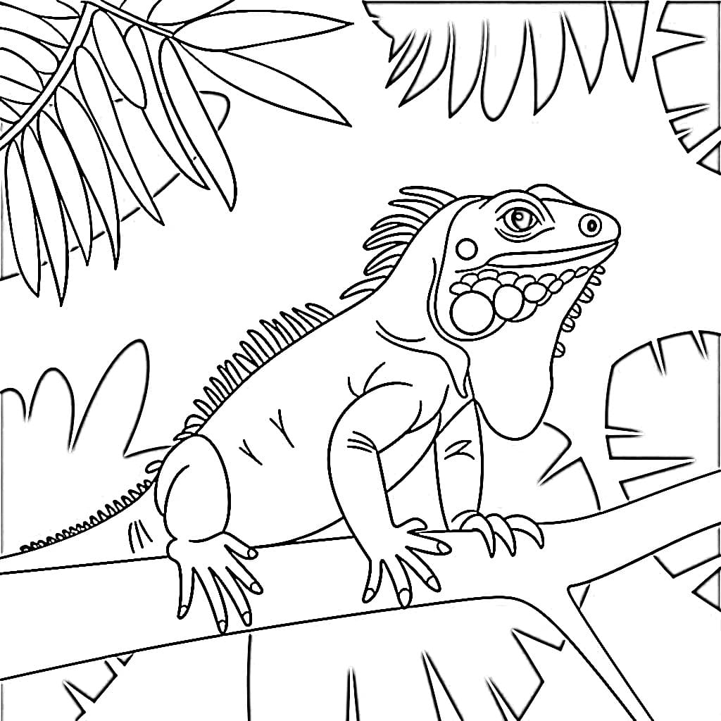 Iguana for Gratis fargelegging