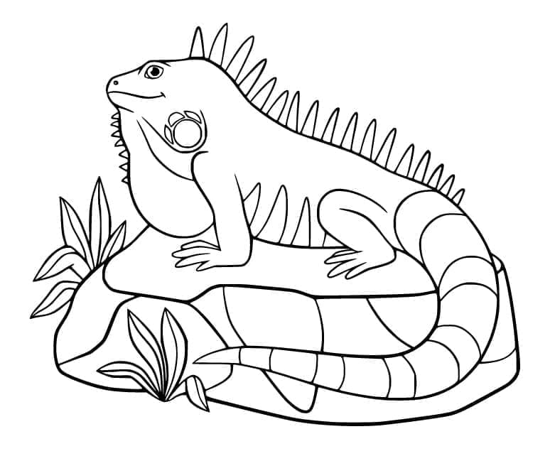 Iguana fargelegging