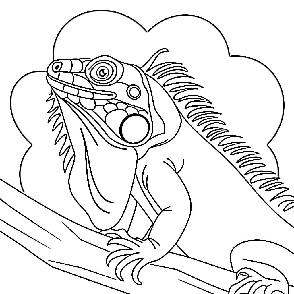 Iguana til Utskrift fargelegging