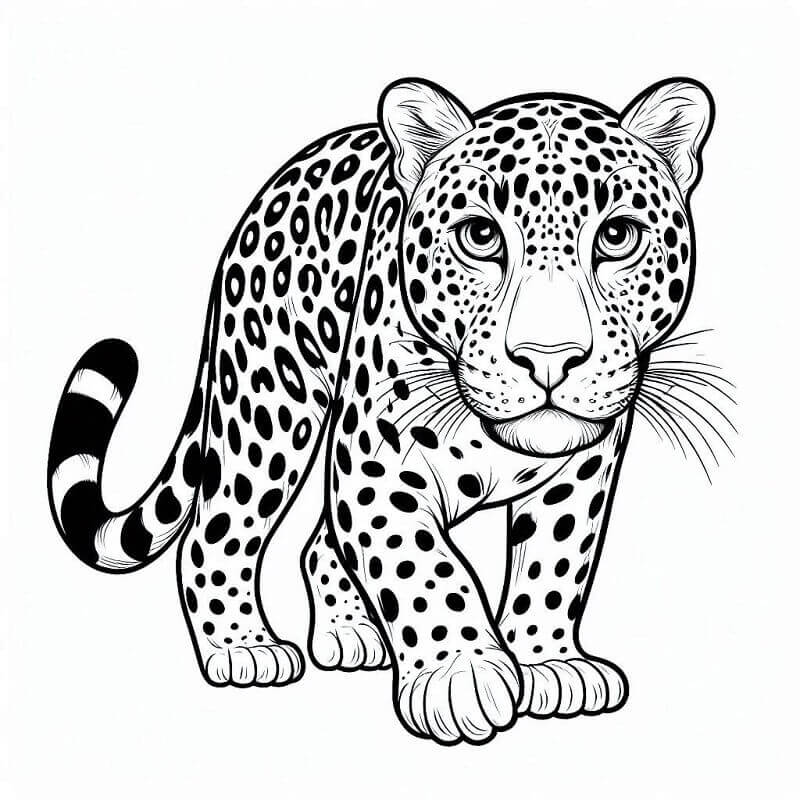 Leopard (6) fargelegging