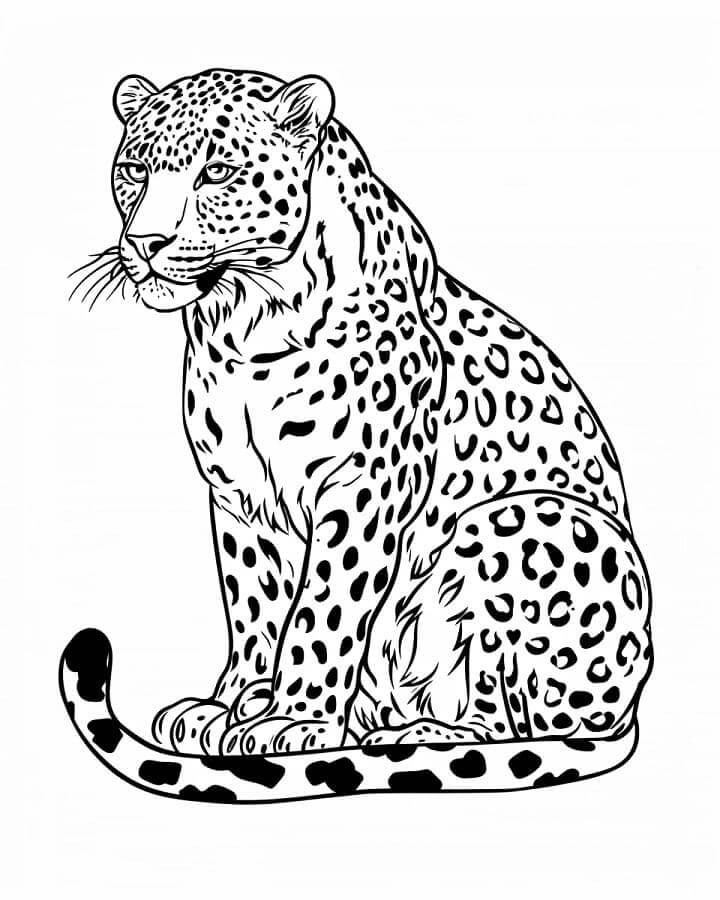 Leopard Gratis for Barn fargelegging