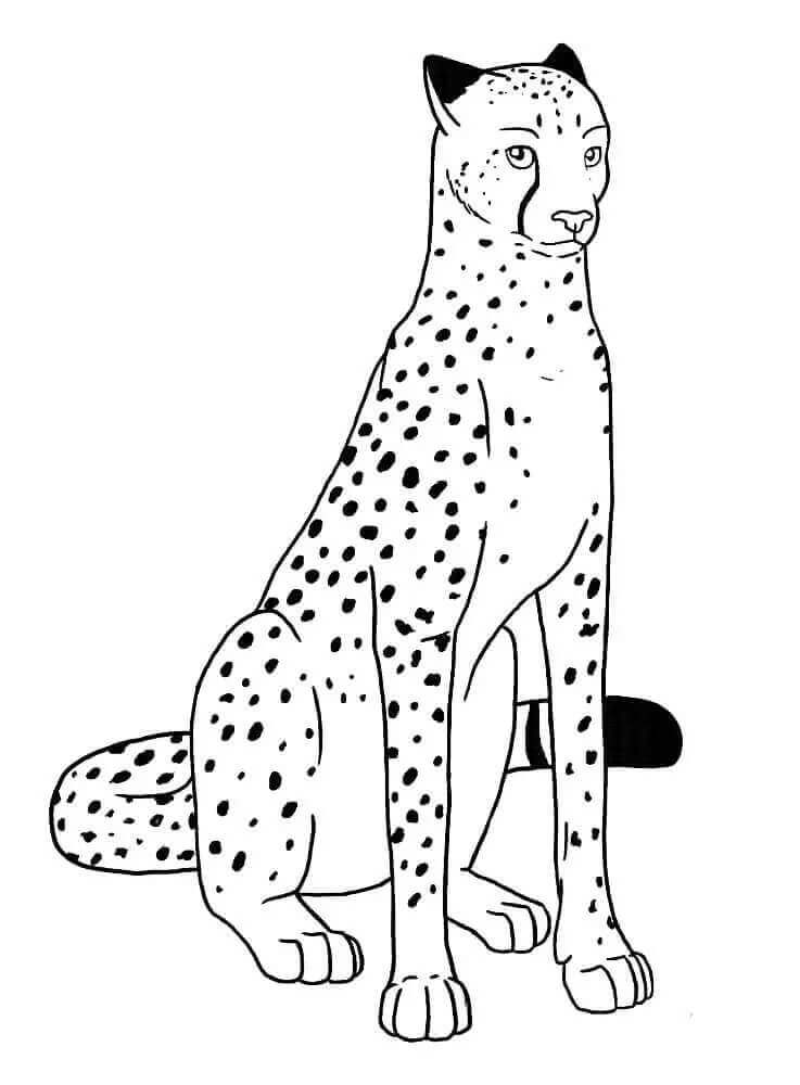 Leopard Utskrift fargelegging