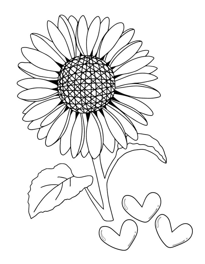 Blomster (13) fargelegging