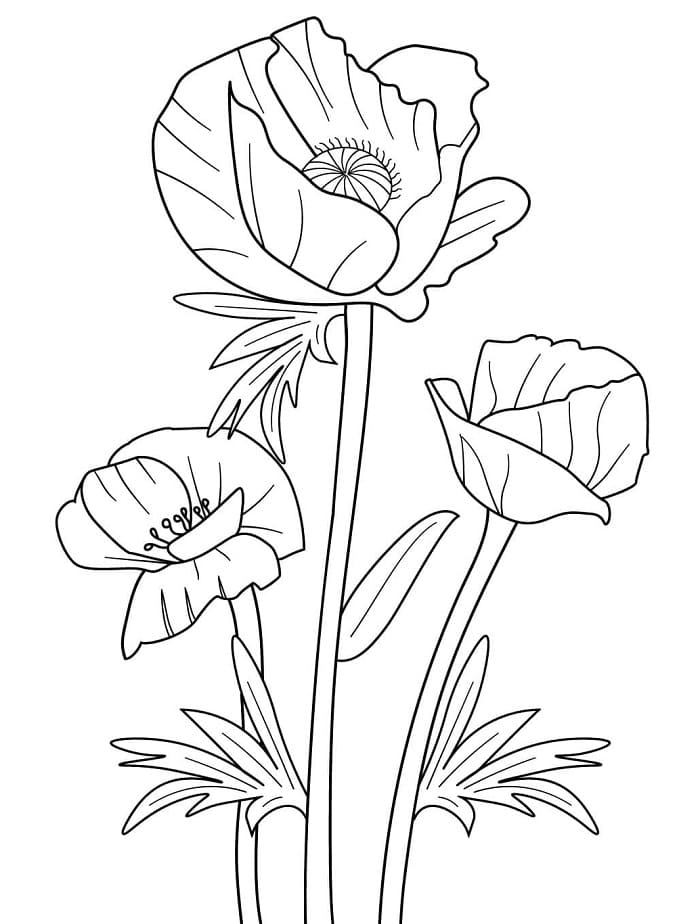 Blomster (16) fargelegging