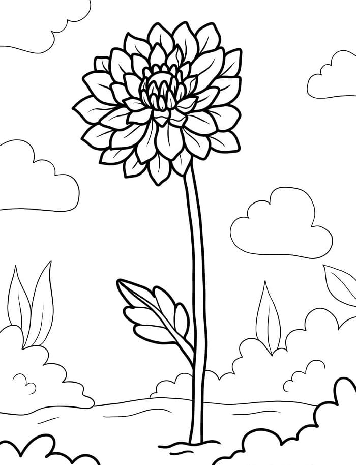 Blomster (24) fargelegging
