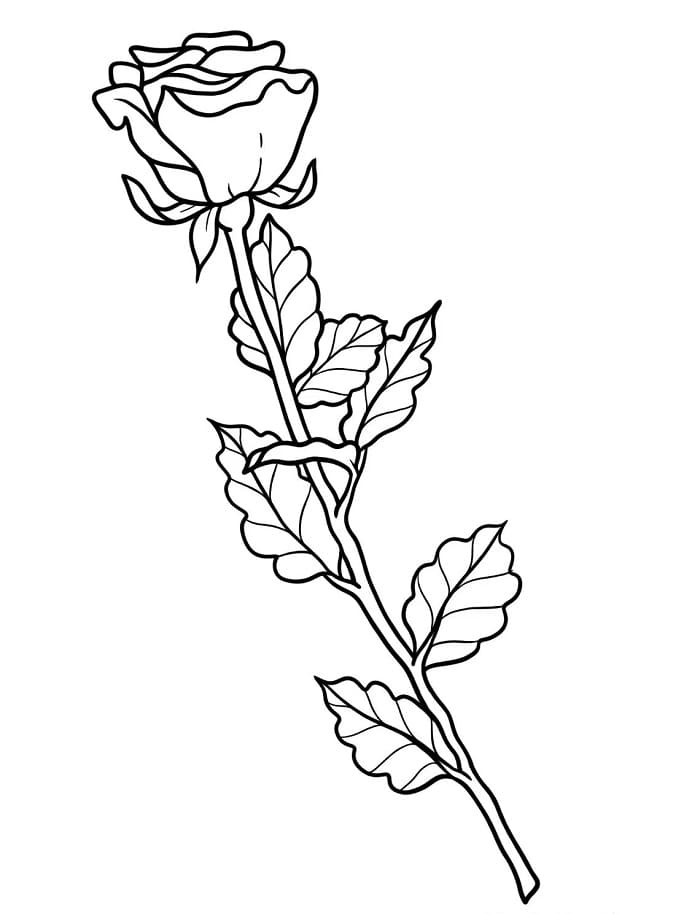 Blomster (34) fargelegging