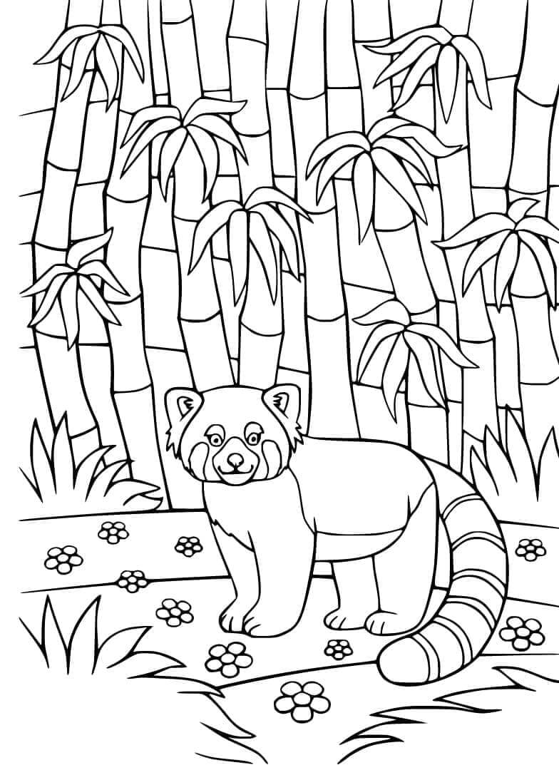 Gratis Rød Panda til Utskrift fargelegging