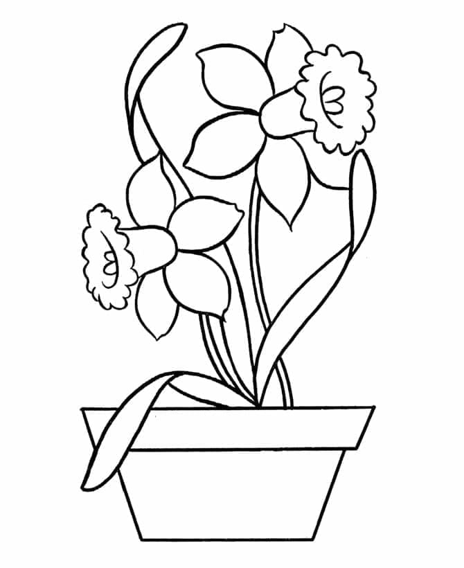 Påskelilje Blomst fargelegging