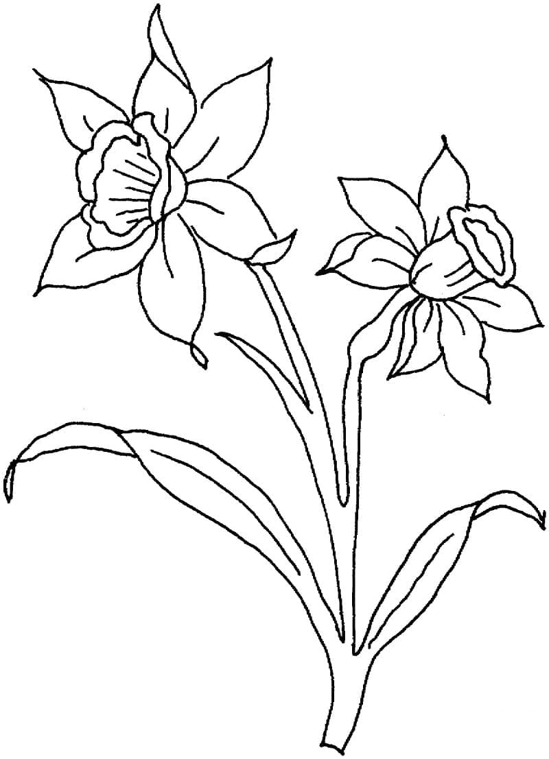 Vakker Påskelilje Blomst fargelegging