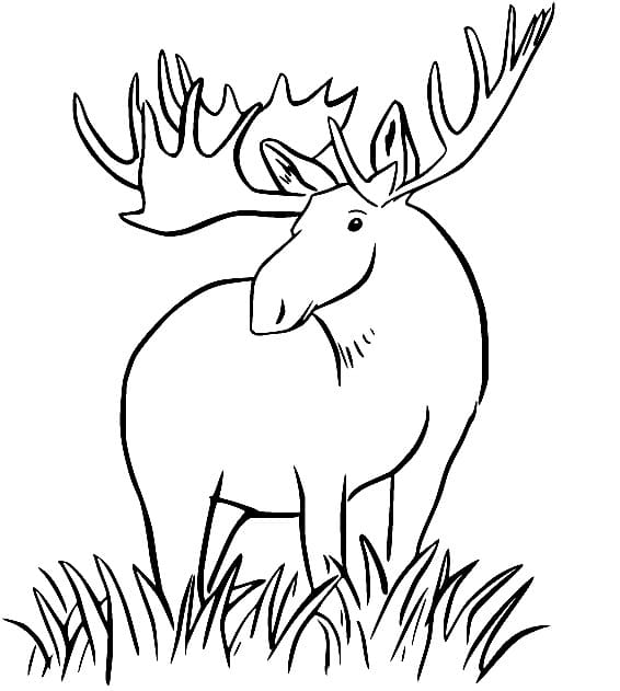 En Elg på Gress fargelegging