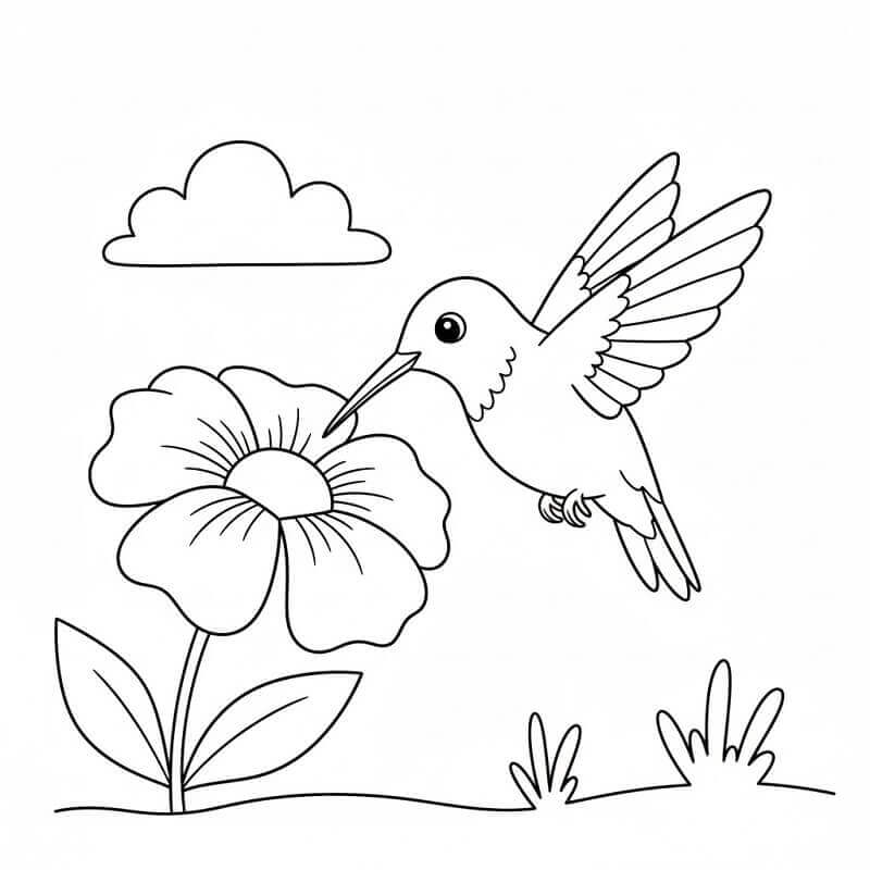 Kolibri fargelegging