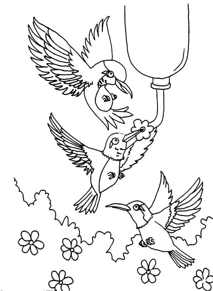 Gratis Kolibri fargelegging