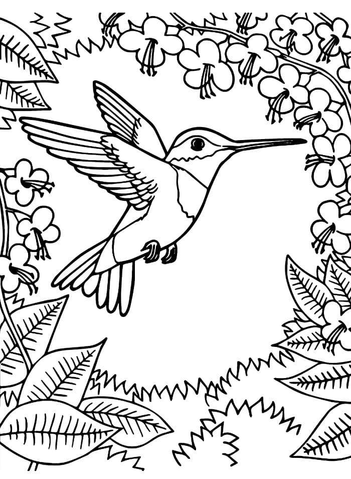 Gratis Utskriftbar Kolibri fargelegging