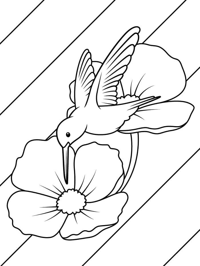 Kolibri Gratis for Barn fargelegging