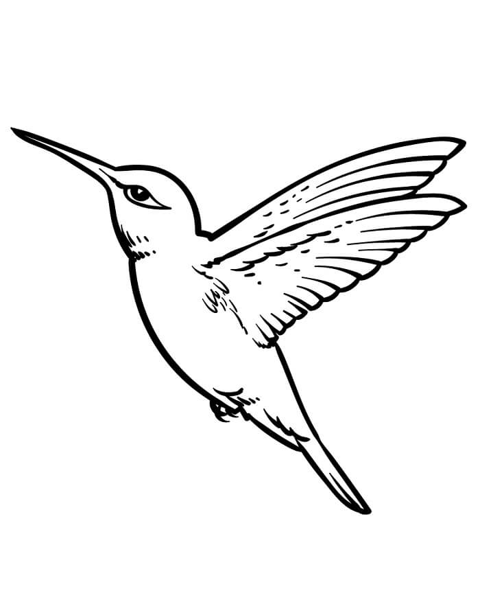 Kolibri å Fargelegge fargelegging