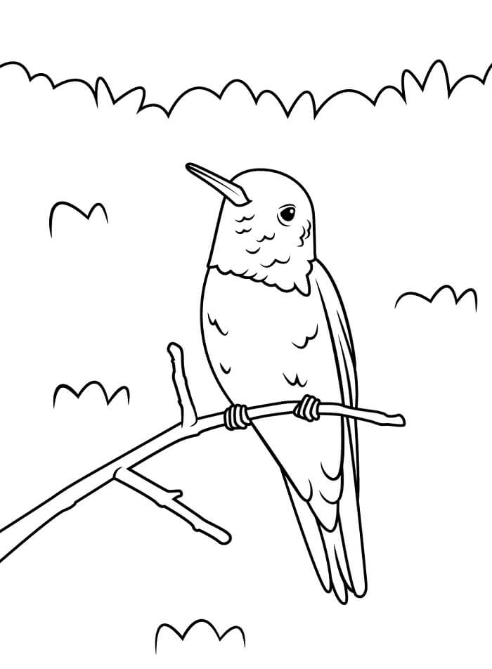 Kolibri for 1-åringer fargelegging