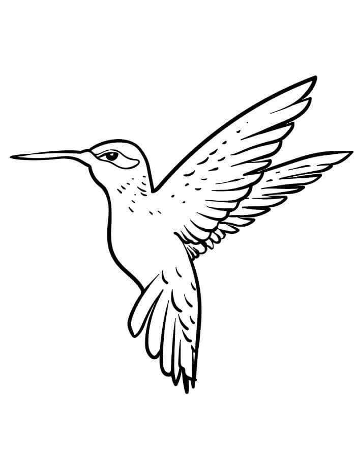 Kolibri for 2-åringer fargelegging