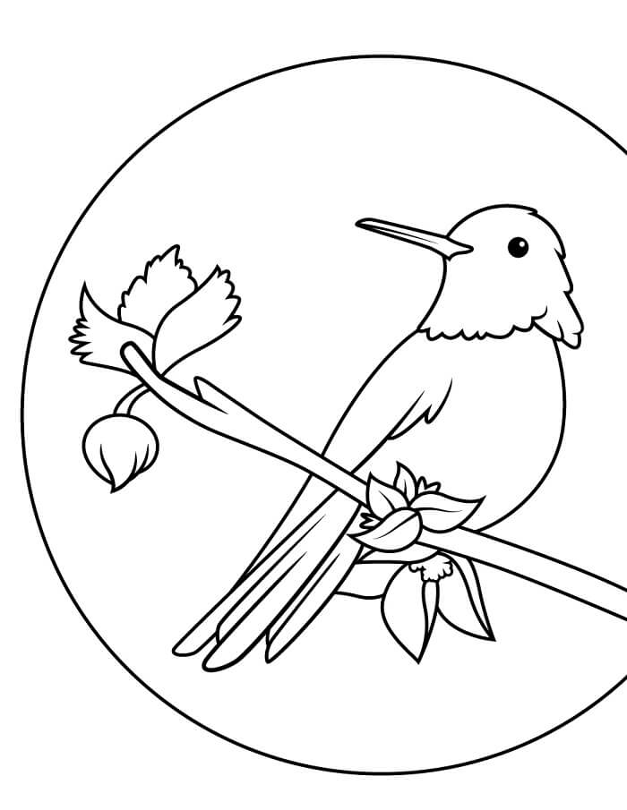 Kolibri for 3-åringer fargelegging