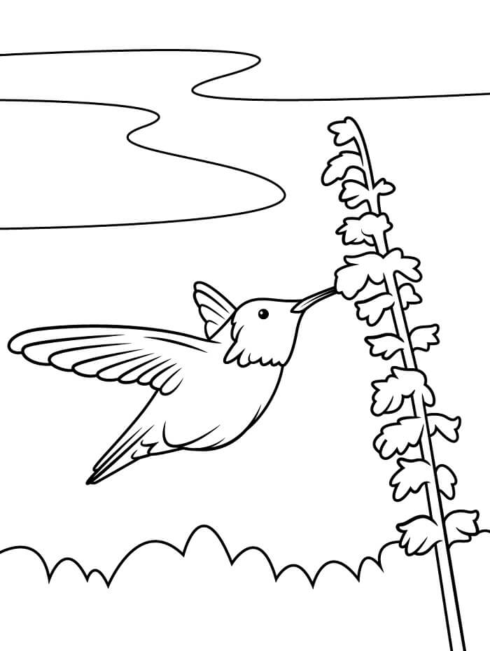 Kolibri for 4-åringer fargelegging