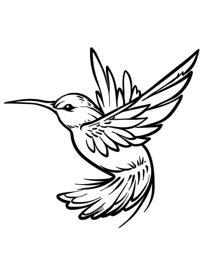 Kolibri for 5-åringer fargelegging