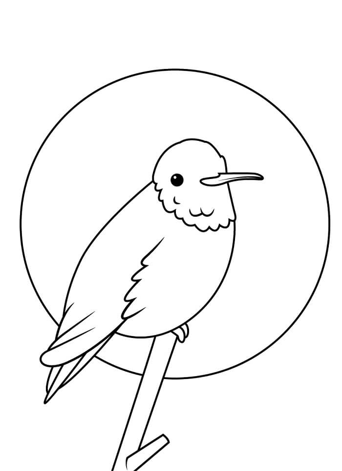 Kolibri for 6-åringer fargelegging