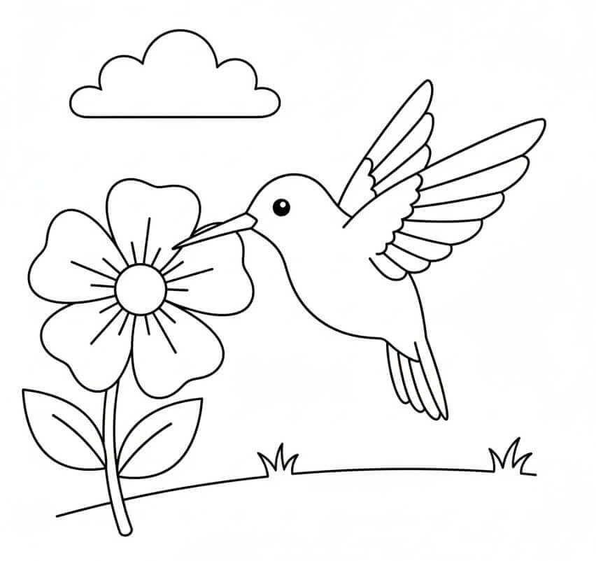 Utrolig Kolibri fargelegging