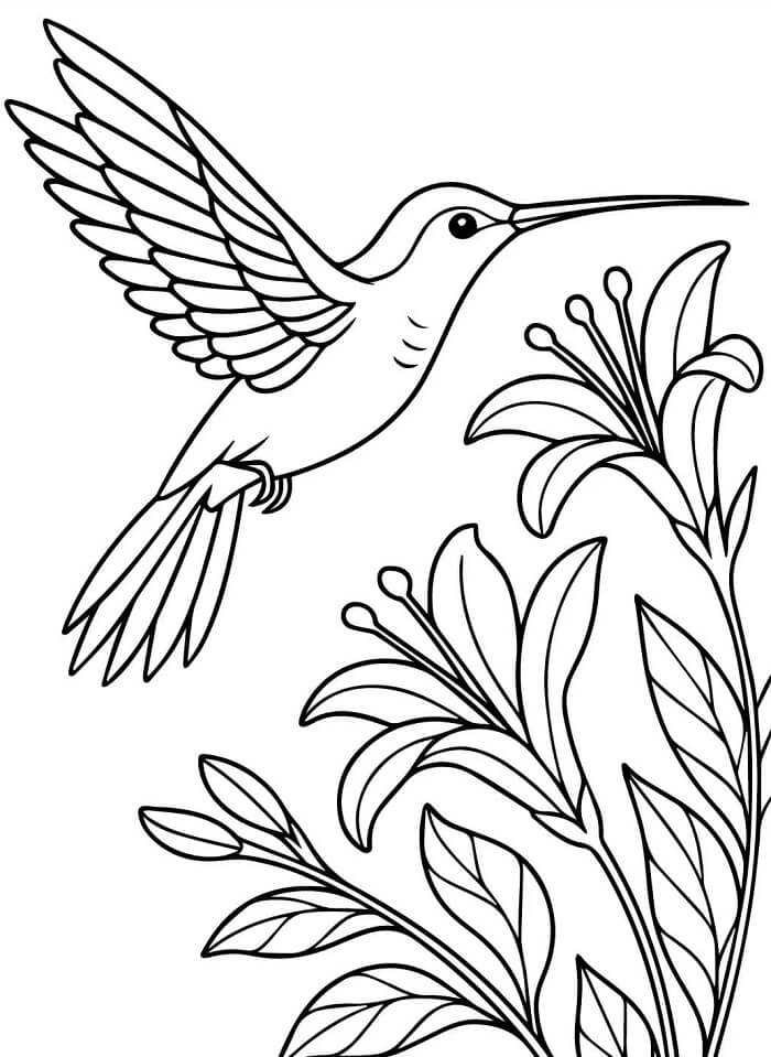 Utskriftbar Kolibri Uten Kostnad fargelegging